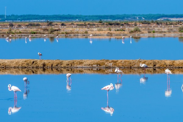 Paisajes naturales en Huelva- Marismas del Odiel