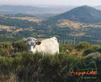 Regajo Lobos. Tu refugio rural